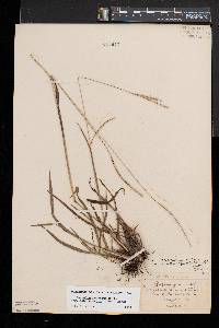 Paspalum setaceum var. muhlenbergii image