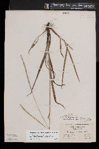 Paspalum setaceum var. muhlenbergii image