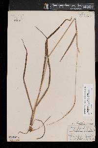 Paspalum setaceum var. muhlenbergii image