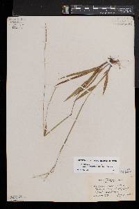 Paspalum setaceum var. muhlenbergii image