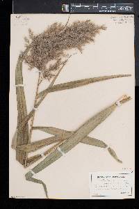 Phragmites australis image