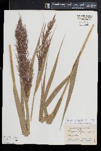 Phragmites australis image