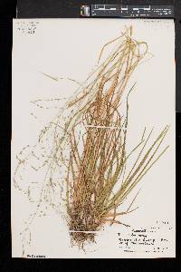 Poa alsodes image