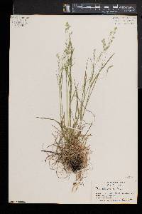 Poa alsodes image