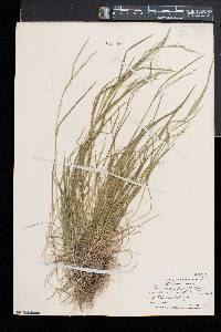 Poa alsodes image