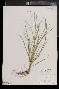 Poa alsodes image