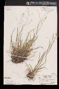 Poa alsodes image