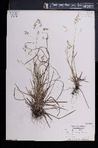 Poa cuspidata image