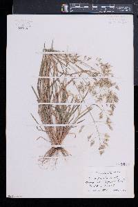 Poa cuspidata image