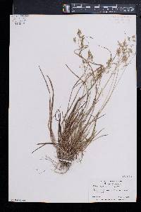 Poa cuspidata image