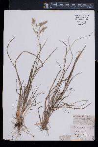 Poa cuspidata image