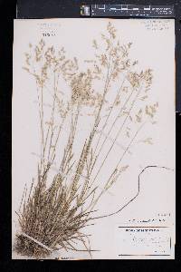 Poa cuspidata image