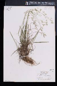 Poa cuspidata image