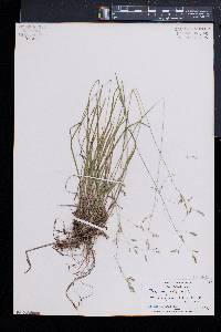 Poa cuspidata image