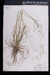 Poa cuspidata image