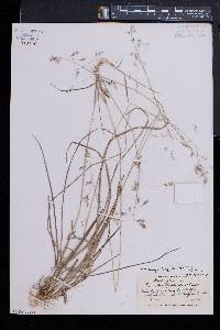 Poa cuspidata image