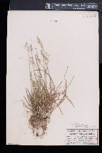 Poa cuspidata image