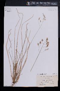 Poa cuspidata image