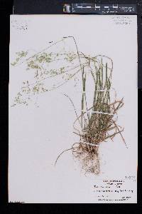Poa cuspidata image