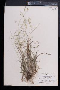 Poa cuspidata image