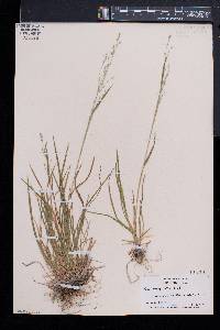 Poa cuspidata image