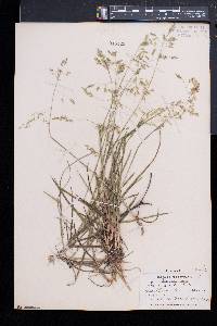 Poa cuspidata image