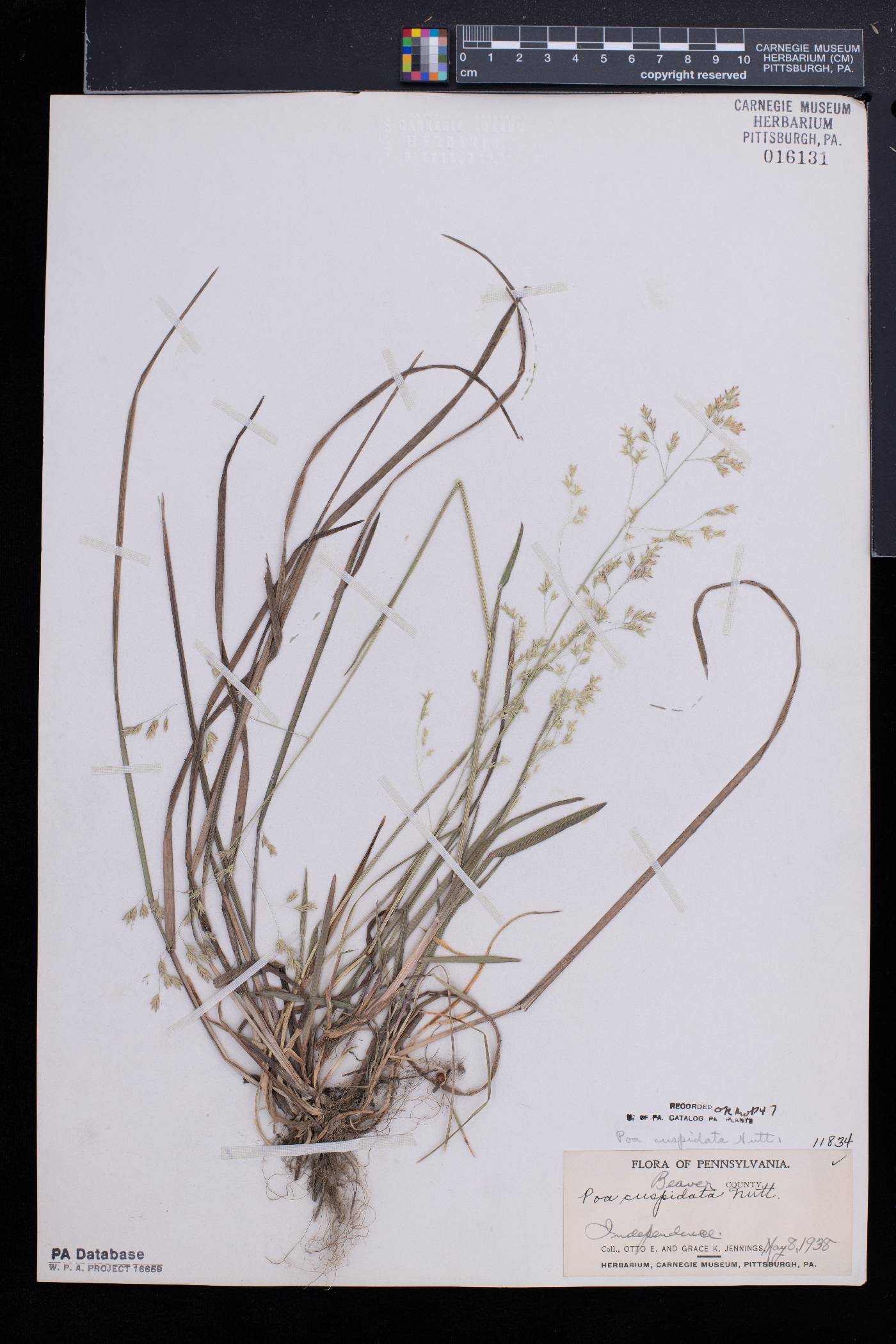 Poa cuspidata image