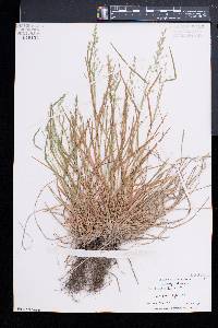 Poa cuspidata image