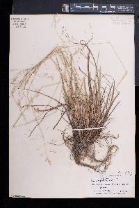 Poa cuspidata image