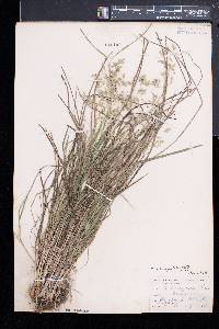 Poa cuspidata image