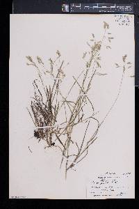 Poa cuspidata image