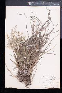 Poa cuspidata image