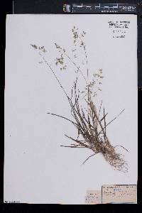 Poa cuspidata image