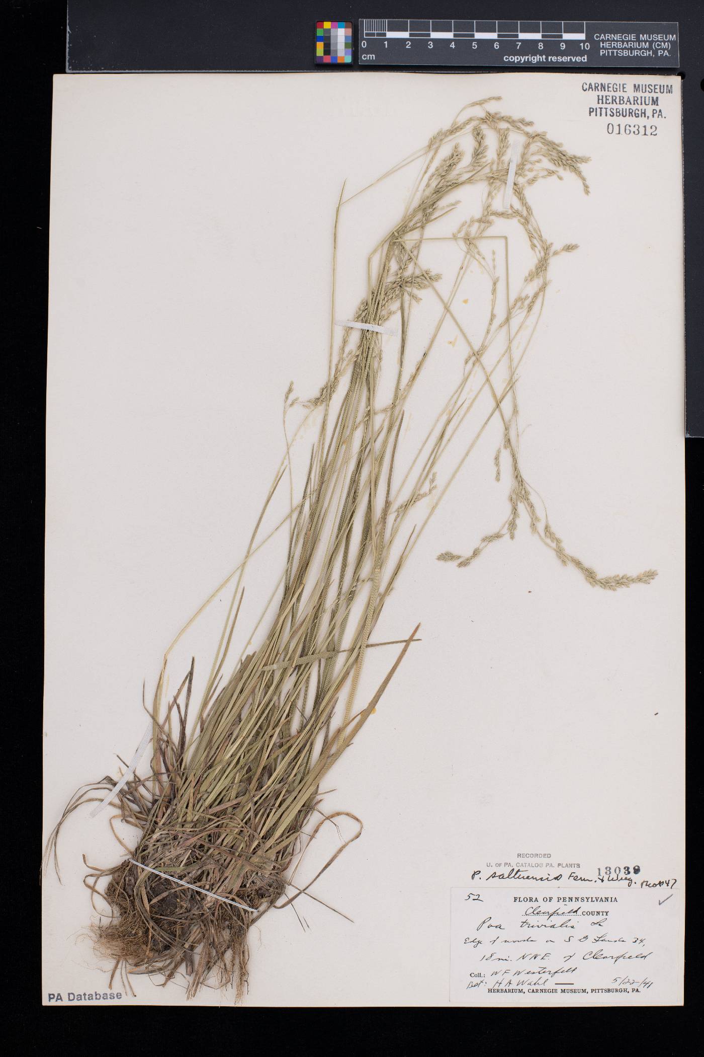 Poa saltuensis image