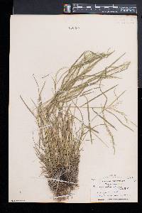 Poa sylvestris image