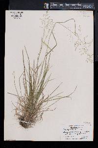 Poa sylvestris image