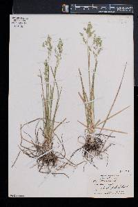 Poa trivialis image