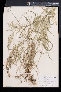 Poa trivialis image