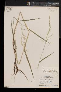 Torreyochloa pallida image