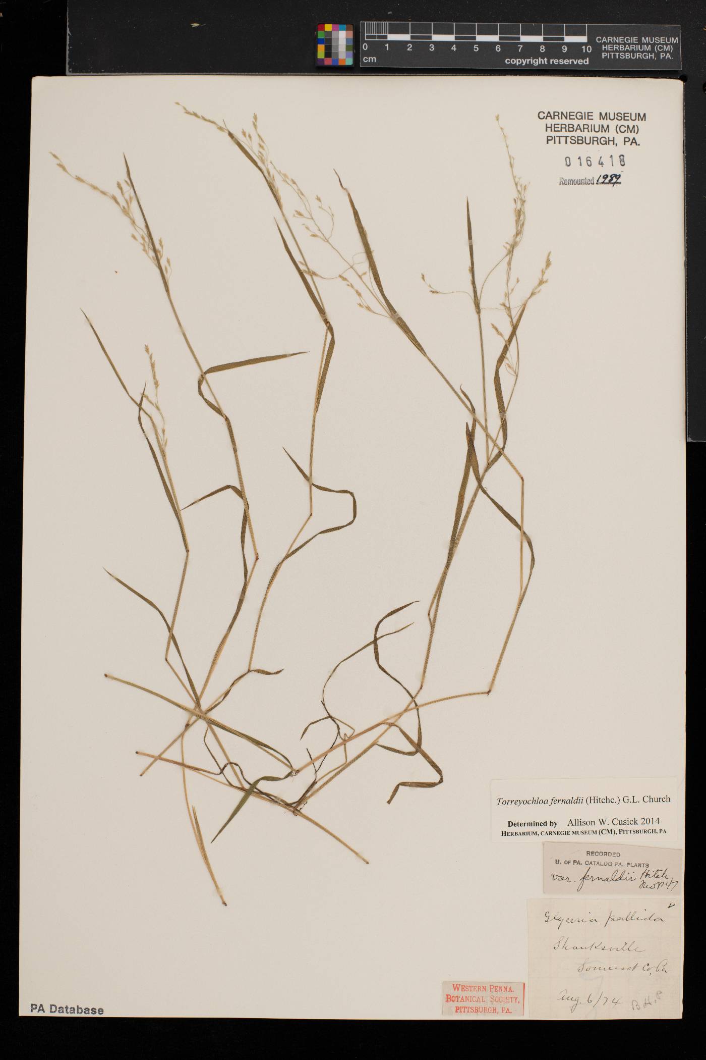 Torreyochloa fernaldii image
