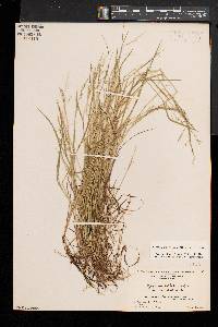 Torreyochloa fernaldii image