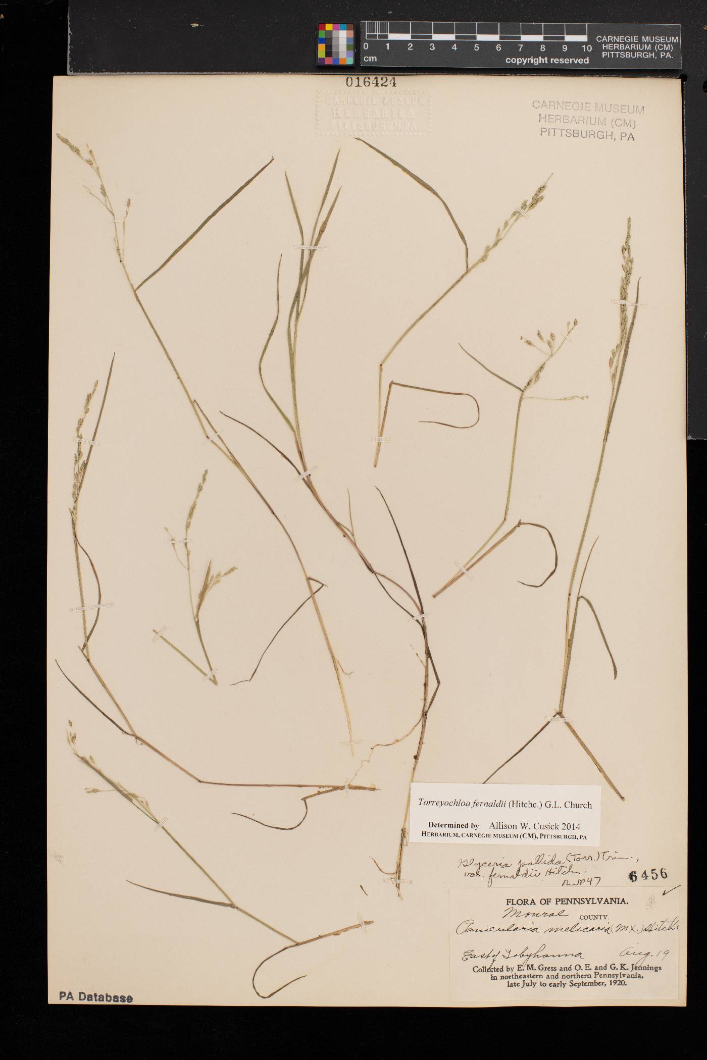 Torreyochloa fernaldii image
