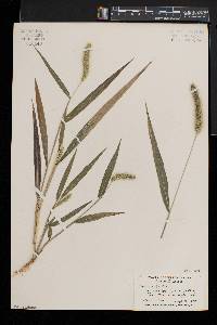 Setaria faberi image