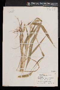 Setaria faberi image