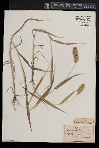 Setaria italica image