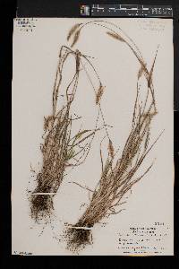 Setaria pumila image