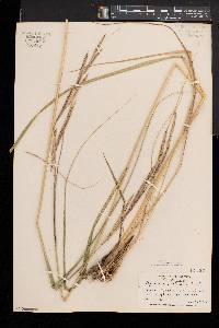 Spartina pectinata image