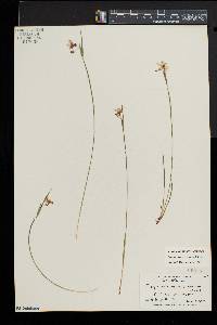 Sisyrinchium mucronatum image