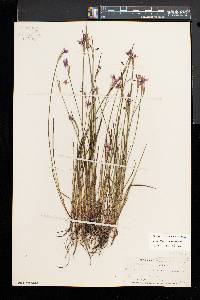 Sisyrinchium mucronatum image