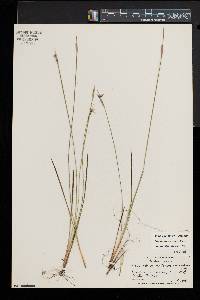 Sisyrinchium mucronatum image